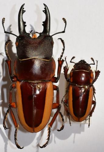 Réf. 248 829 : Prosopocoilus lateralis lorquini